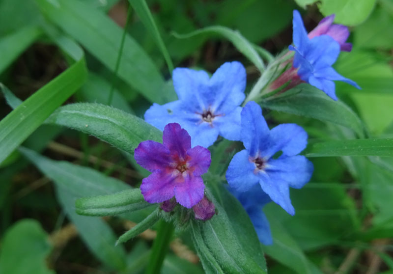 Buglossoides purpurocaerulea (L.) I.M. Johnst. (Boraginaceae)